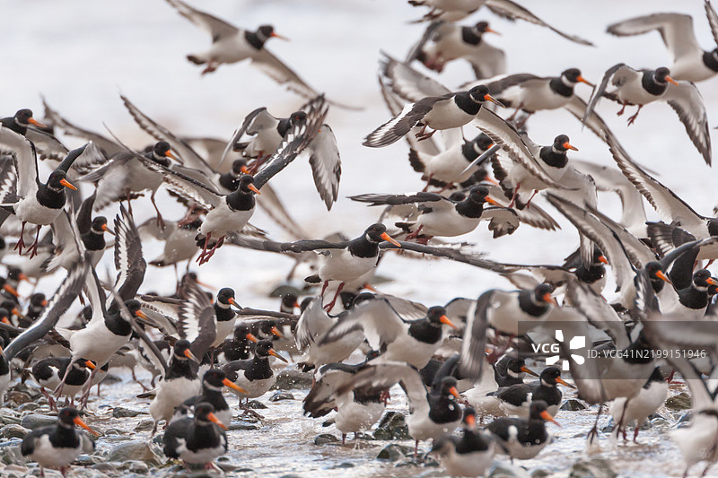一群黑嘴鸥起飞。图片素材