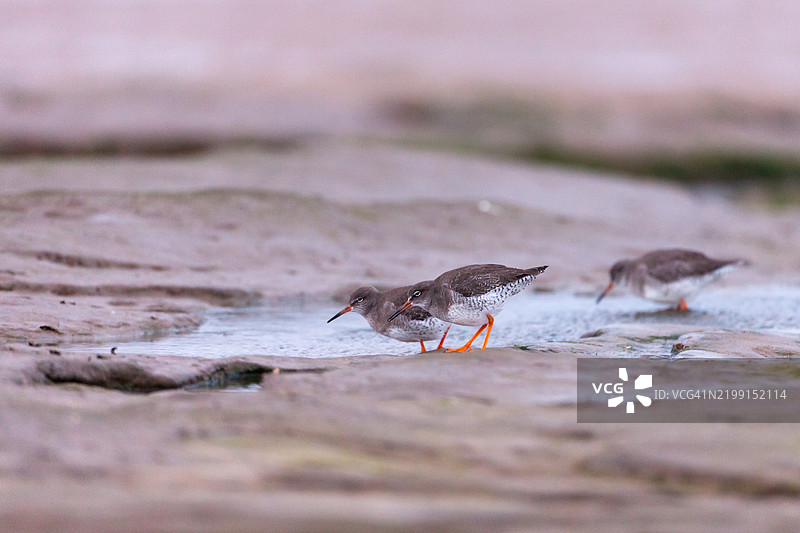 三只红腿鹬在觅食图片素材
