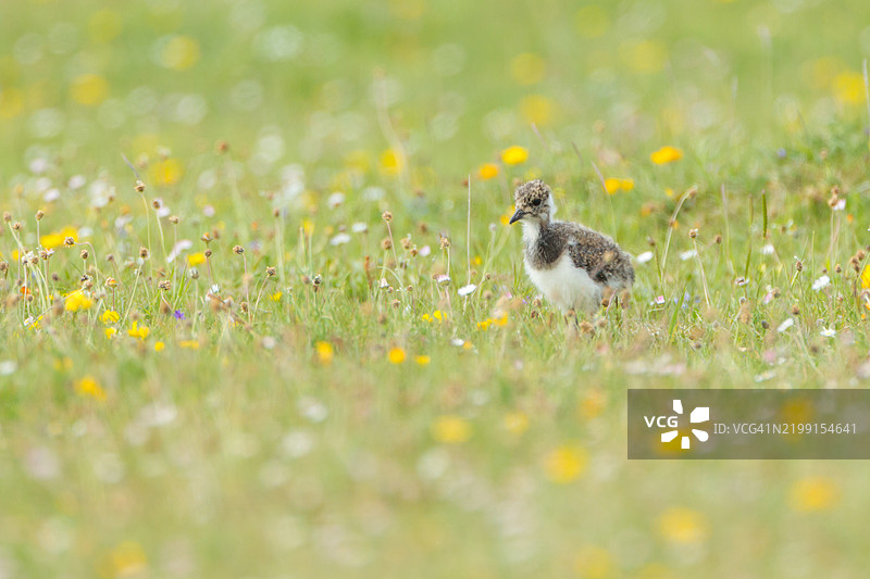 幼年反嘴鹬 2图片素材