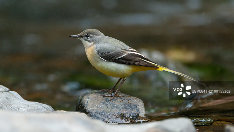 灰鹡鸰栖息在岩石上图片素材