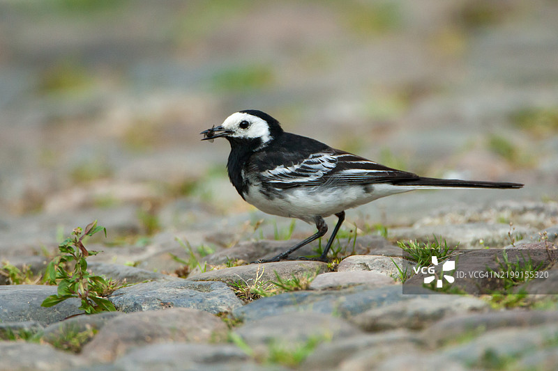 白鹡鸰叼着食物。图片素材