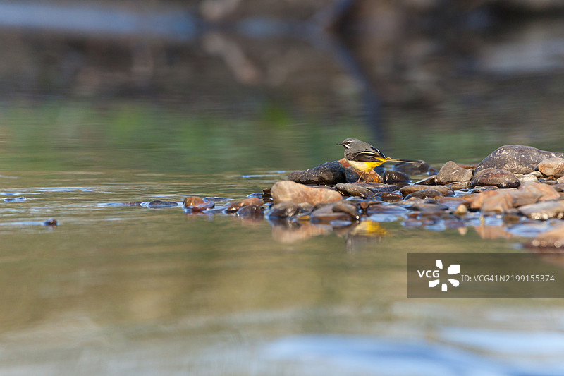灰鹡鸰在河中的岩石上图片素材