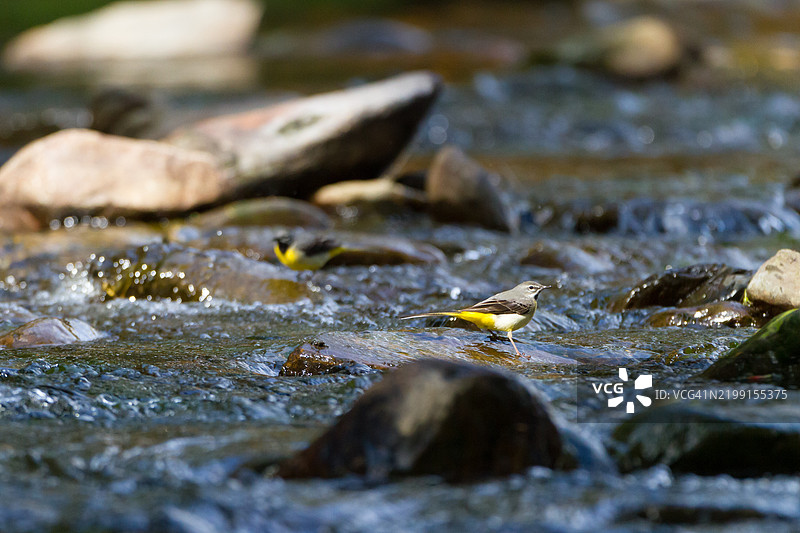 河边的一对鹡鸰。图片素材