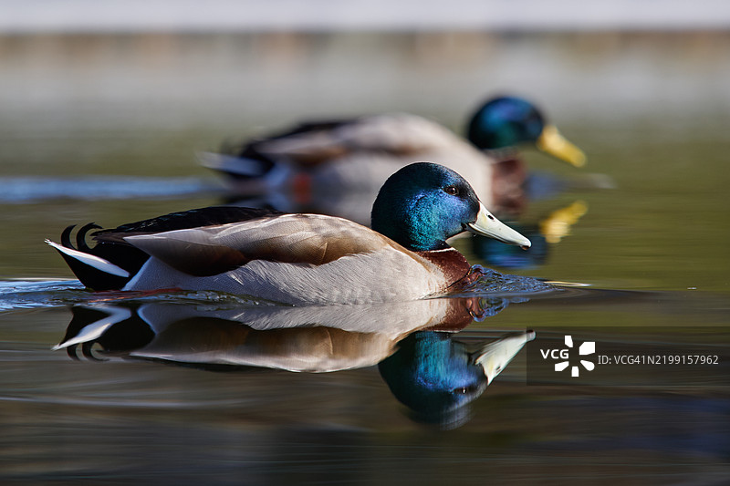 湖面上游泳的鸭子特写图片素材