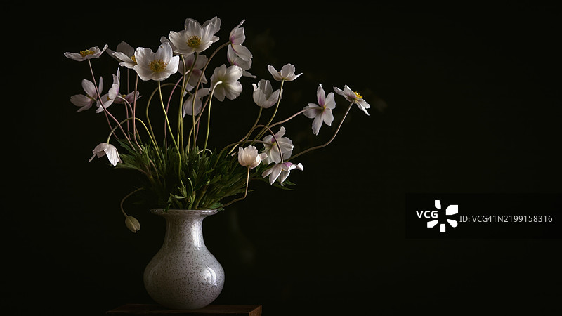 黑色背景下的花朵特写图片素材