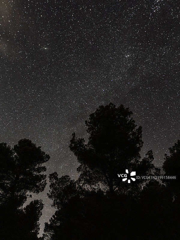 低角度视图下树木的轮廓与星空相映衬图片素材