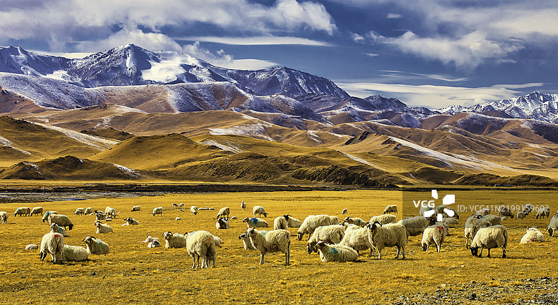 一群羊图片素材