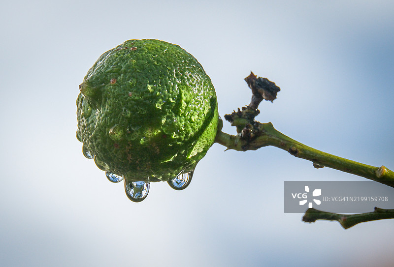 湿润的青柠在晴朗的天空下特写图片素材