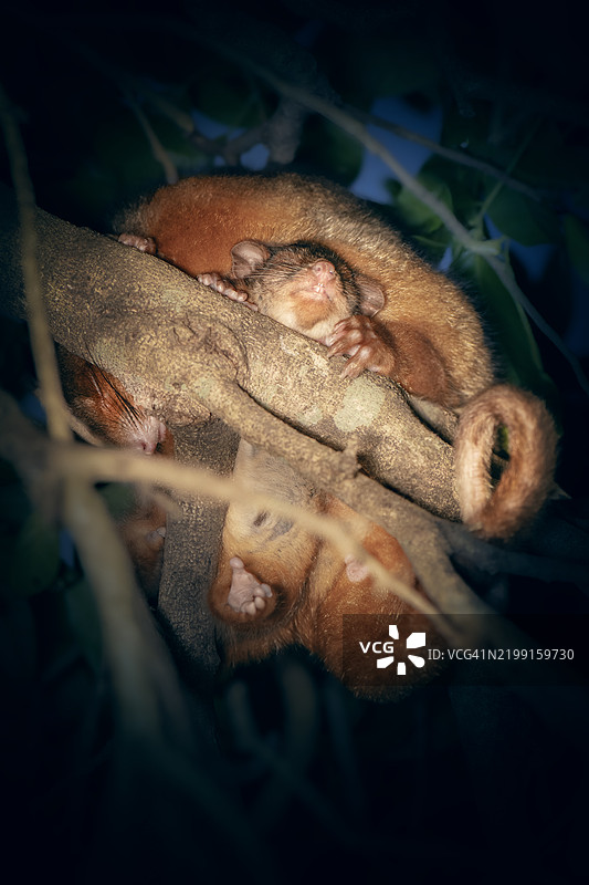 澳大利亚一只手握着食物的特写图片素材