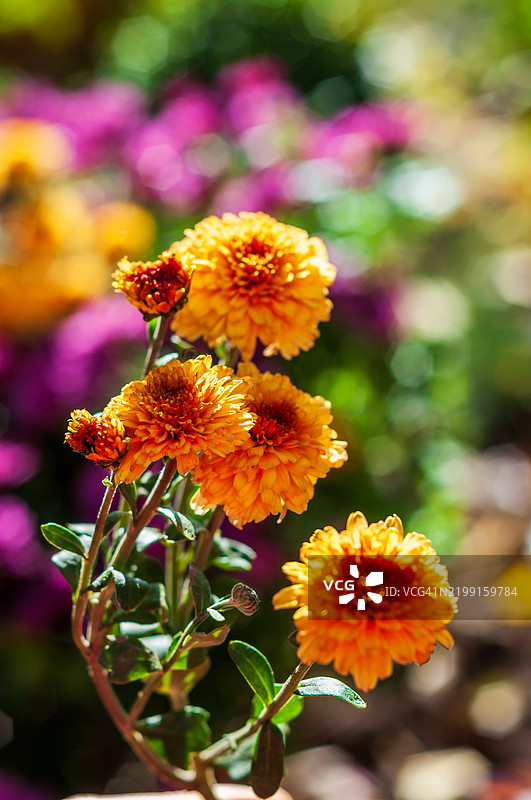 盛开的橙色菊花与模糊的紫色花朵背景相映成趣，乌克兰图片素材