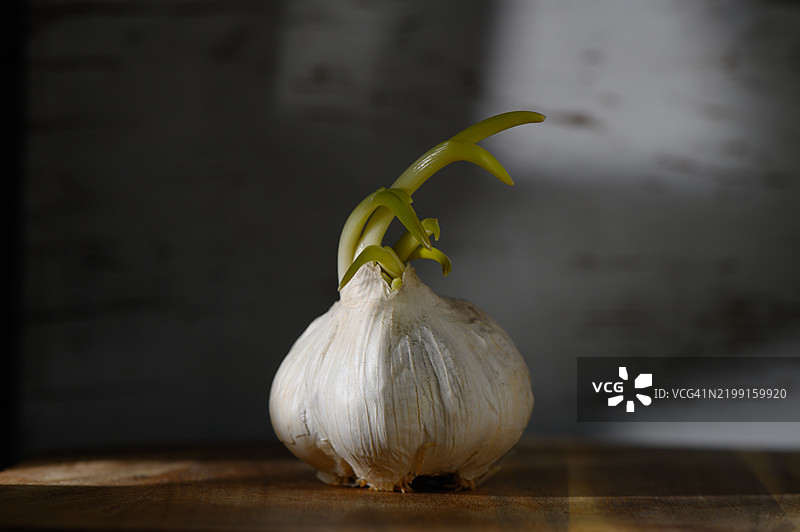 在日落时分，凉爽的厨房环境中，发芽的大蒜头投射出阴影。图片素材