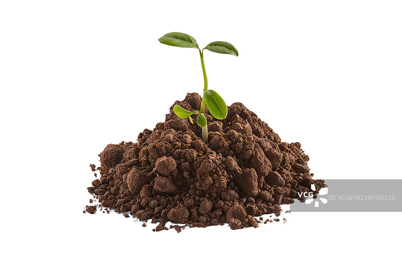 年轻的绿色幼苗在土壤中生长图片素材
