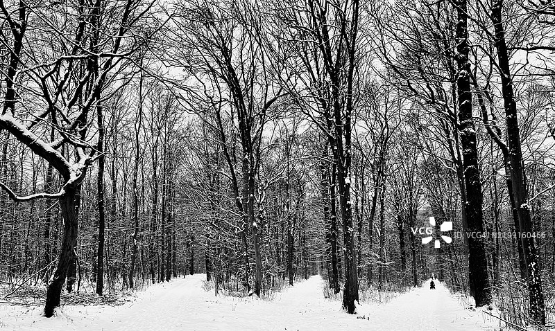 冬季德国魏玛的森林树木图片素材