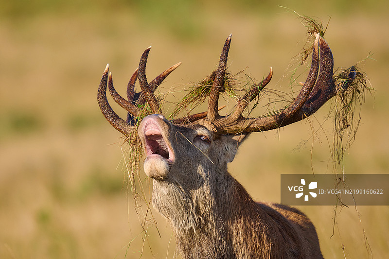 咆哮的雄鹿，角上挂着草丛图片素材
