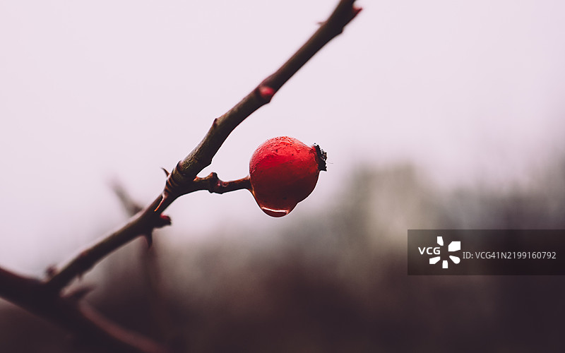 冬季天空下，红色玫瑰果在枝头的特写镜头图片素材