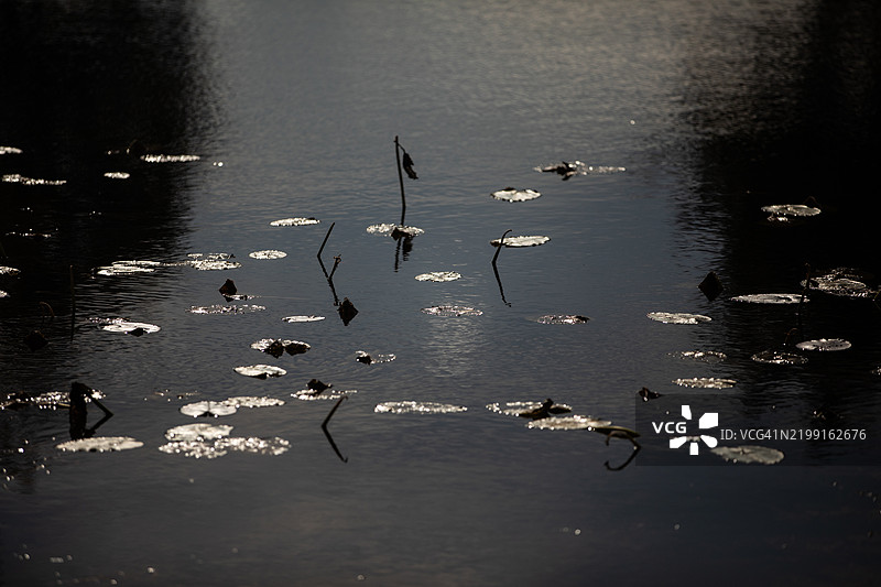 森林中的湖泊图片素材