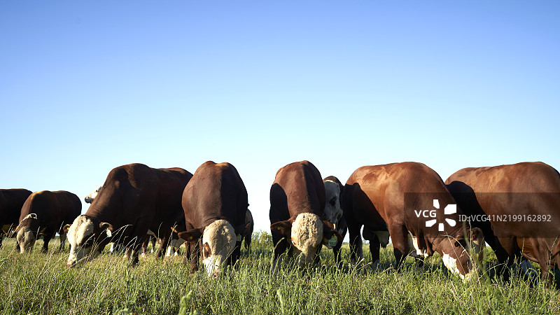 一群布拉福德牛安静地站在阿根廷布宜诺斯艾利斯附近的草地上。图片素材