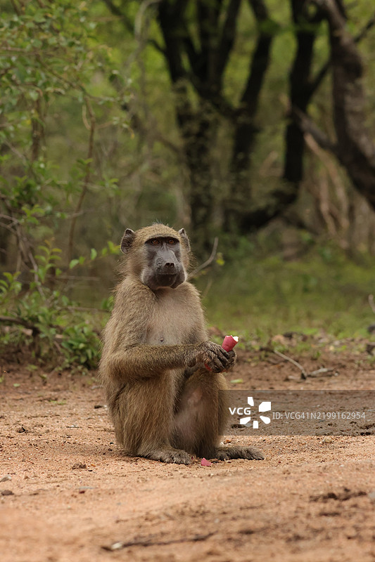 坐在田野上的狒狒肖像图片素材