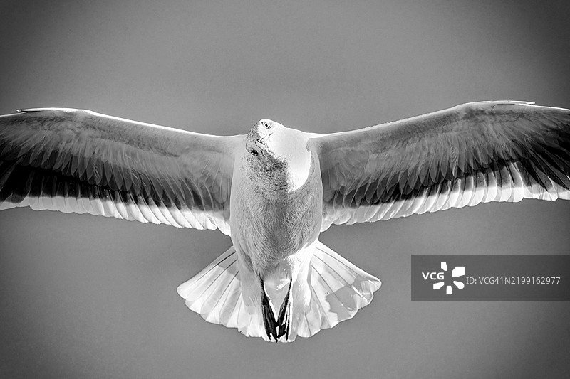 海鸥在晴朗的天空中飞翔的特写，蒙特雷，加利福尼亚州，美国图片素材
