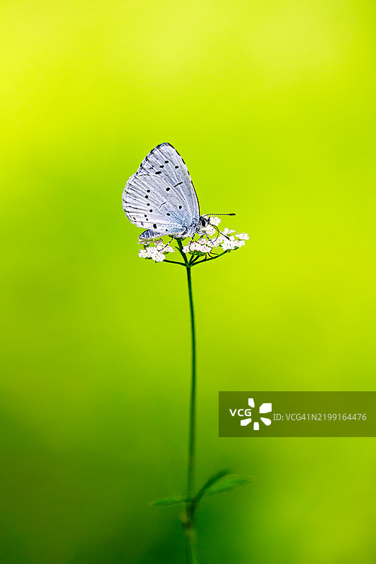 植物上的蝴蝶特写图片素材