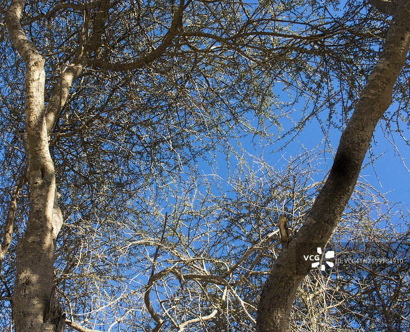 低角度视图的树木与天空相对图片素材
