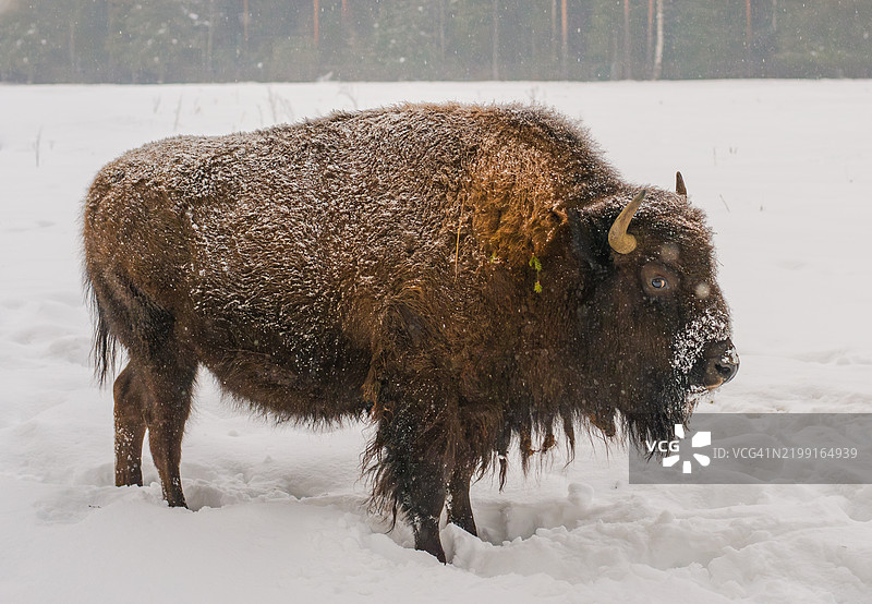 雪地上站着的侧面牛图片素材