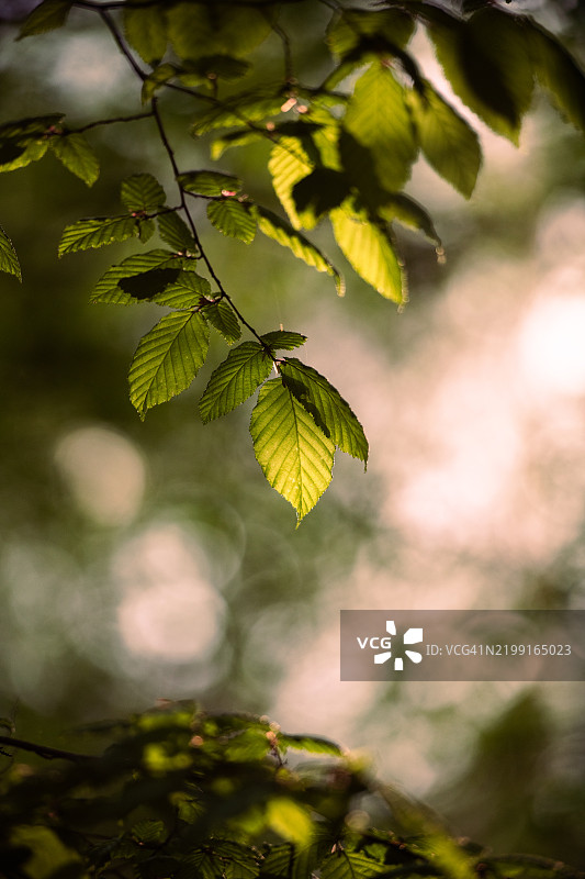 树上叶子的特写图片素材