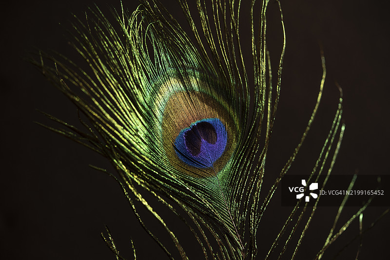 孔雀特写图片素材