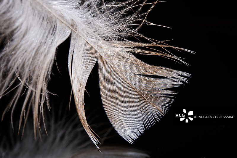 羽毛特写图片素材