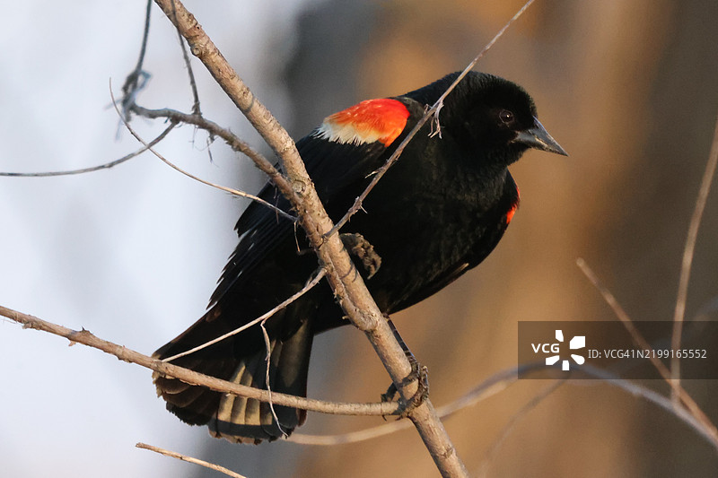 栖息在树枝上的鸣禽特写，布莱尔，内布拉斯加州，美国图片素材