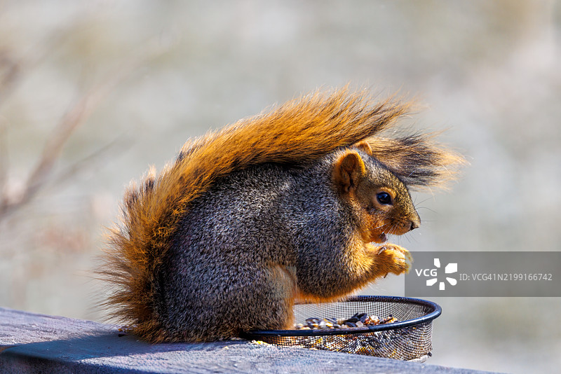 一只松鼠在风中进食，诺沃克，爱荷华州，美国图片素材