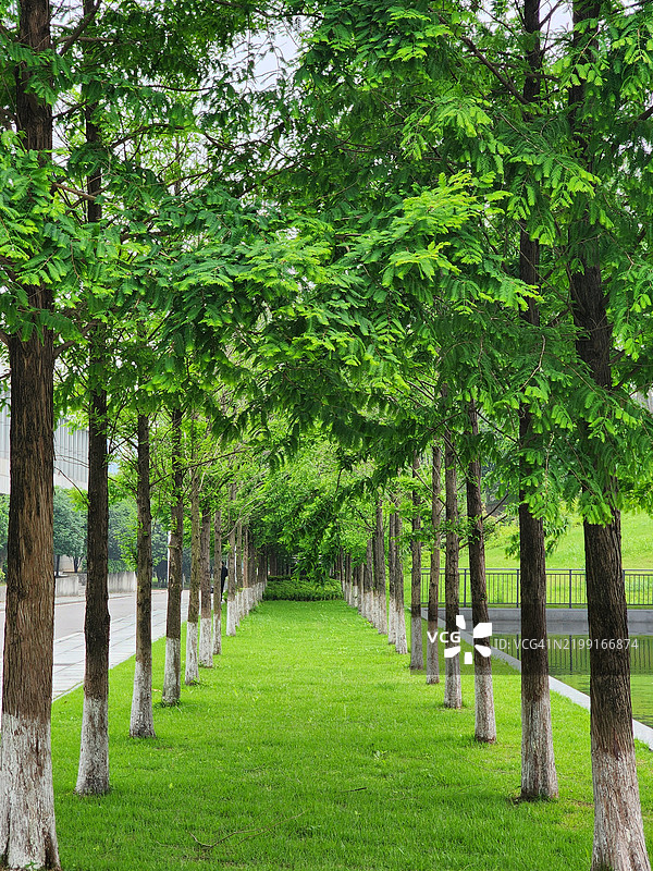公园里的树，长沙市，湖南省，中国图片素材