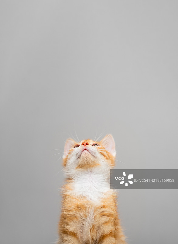 橘色小猫仰望着天空 家庭宠物 橙色猫咪 动物护理与训练 好奇心与探索世界 空白空间 文本位置图片素材
