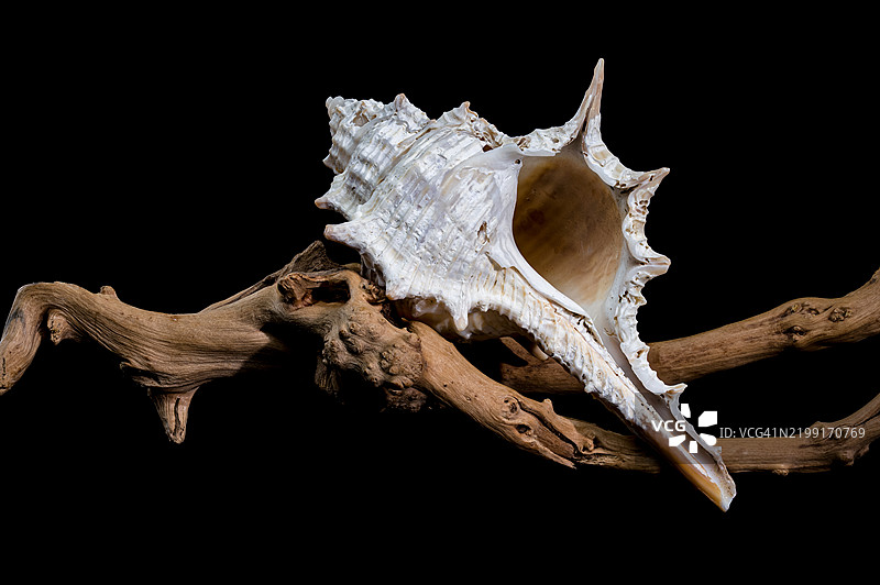 乌克兰敖德萨，黑色背景上的刺棘螺壳与木材图片素材