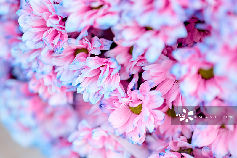 盛开的粉色和蓝色菊花特写图片素材
