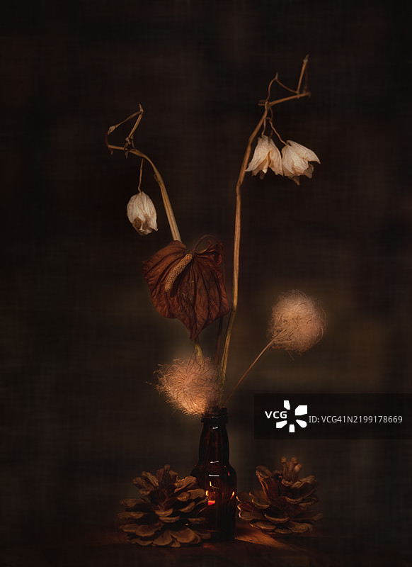 枯萎花朵的特写镜头图片素材