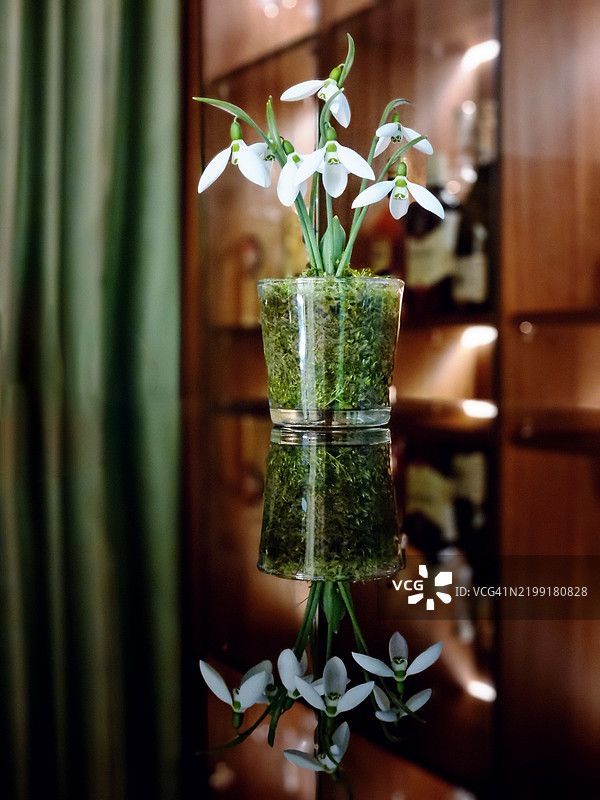 一束雪花莲图片素材