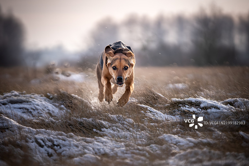 一只波兰猎犬在草地上奔跑图片素材