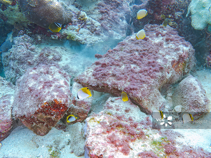 美丽的摩尔鱼和蝴蝶鱼在珊瑚礁上成群游动。东京伊豆群岛的式根岛 - 2024图片素材