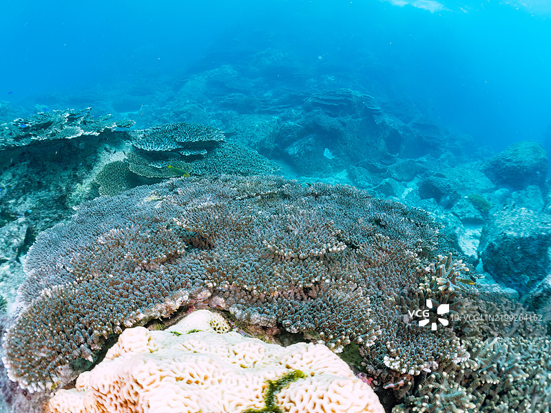 黑背蝴蝶鱼,黑斑蝶鱼,斑点皇帝鱼,斑点鲈鱼,蓝刺独角鲸鱼,独角鲸鱼,摩尔鱼,角鱼等在美丽的珊瑚礁中。东京伊豆群岛的式根岛 - 2024图片素材