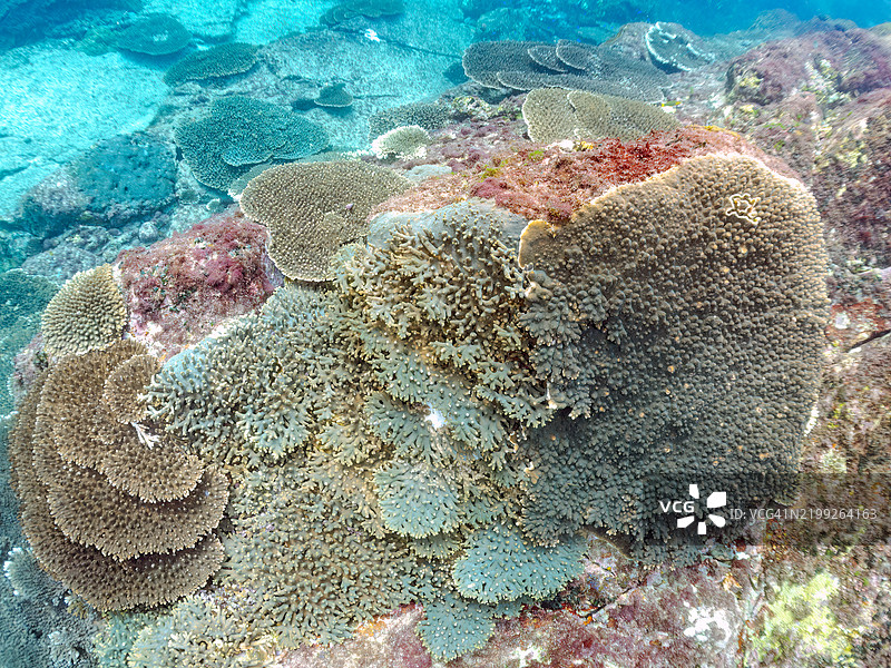 黑背蝴蝶鱼，黑斑蝶鱼，斑点皇帝鱼，云斑鱼，蓝刺独角鲸，独角鲸，摩尔鱼，角鱼等在美丽的珊瑚礁中。东京，伊豆群岛，式根岛 - 2024图片素材