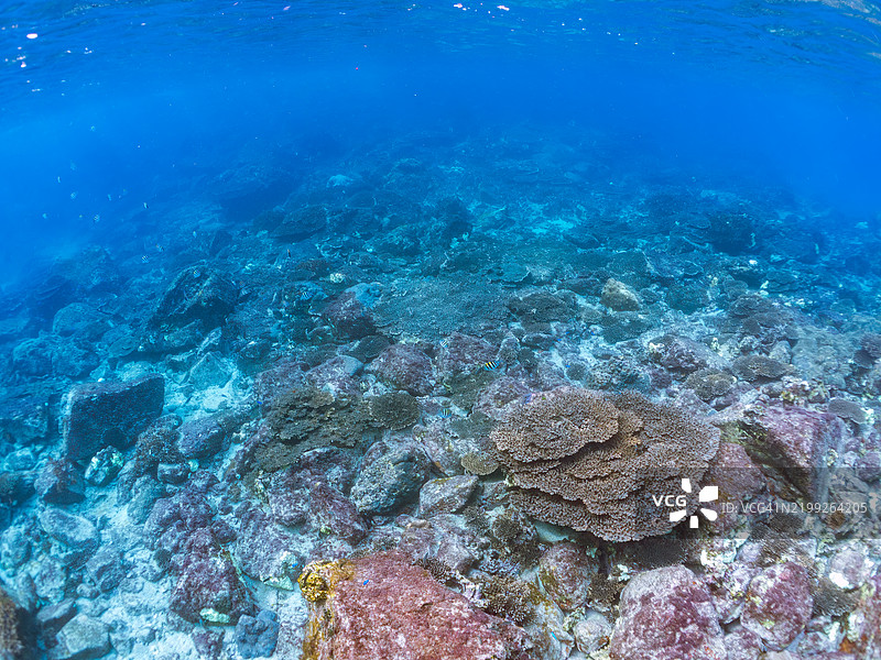 黑背蝴蝶鱼,黑斑蝶鱼,斑点皇帝鱼,云斑鱼,蓝刺独角鲸,独角鲸,摩尔鱼,角鱼等在美丽的珊瑚礁中。东京,伊豆群岛,式根岛 - 2024图片素材