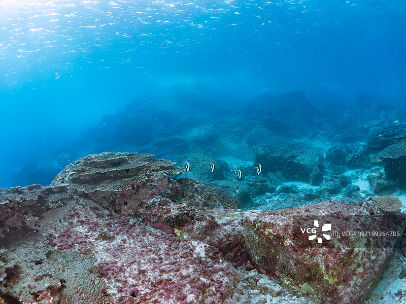 黑背蝴蝶鱼，黑斑蝶鱼，斑点皇帝鱼，云斑鲈，蓝刺独角鲸，独角鲸，摩尔鱼，角鱼等在美丽的珊瑚礁中。东京伊豆群岛的式根岛 - 2024图片素材