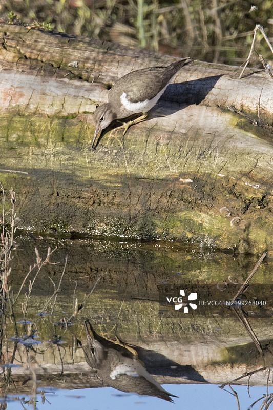 斑点沙鸥在捕猎时的倒影图片素材