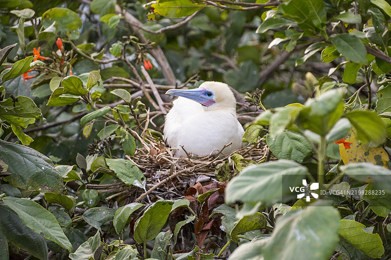 筑巢的红脚鲣鸟图片素材