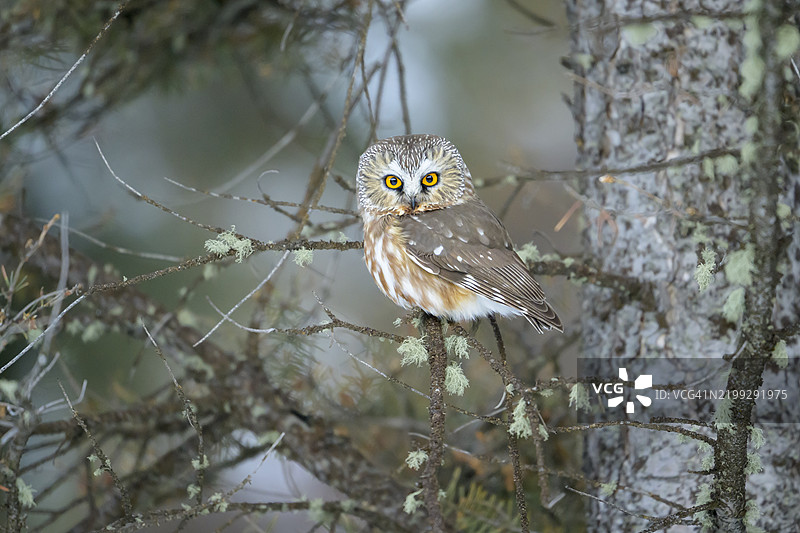 黄石国家公园的北方小鸮图片素材