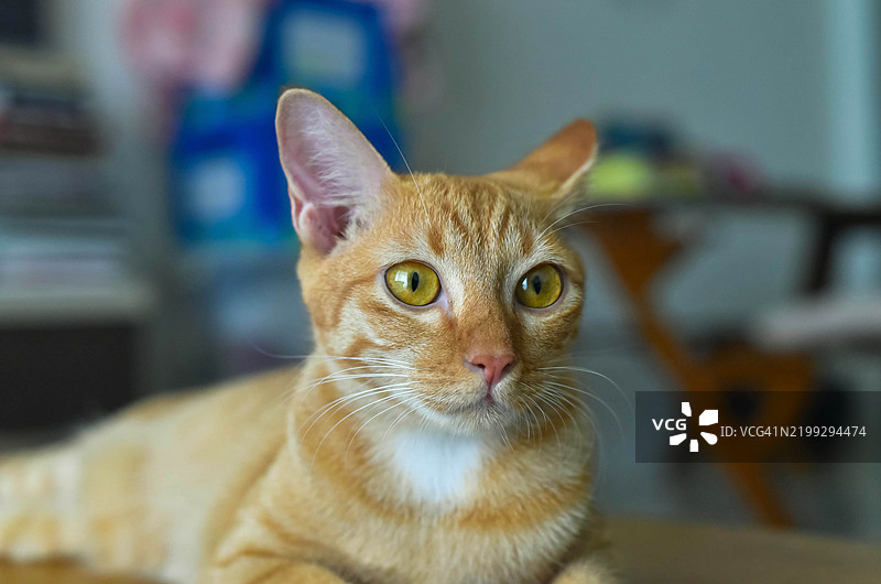 侧面视图的金眼姜猫图片素材