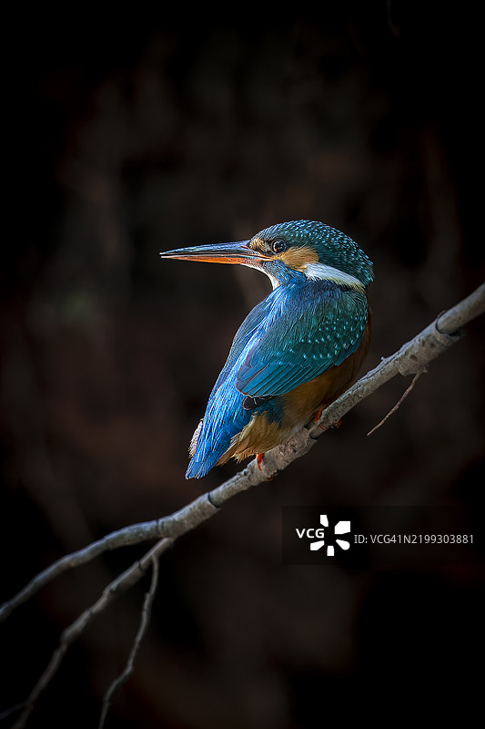 常见翠鸟栖息在树枝上，背景昏暗图片素材