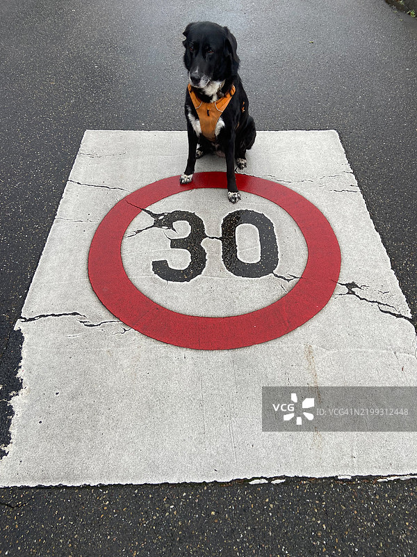 狗的速度限制图片素材