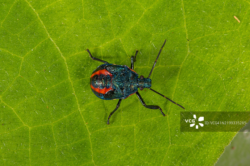 印尼一只瓢虫（Coccinellidae）在叶子上的俯视图图片素材